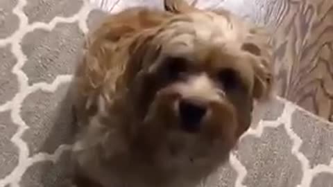 Adele song plays while dog watches owner eat