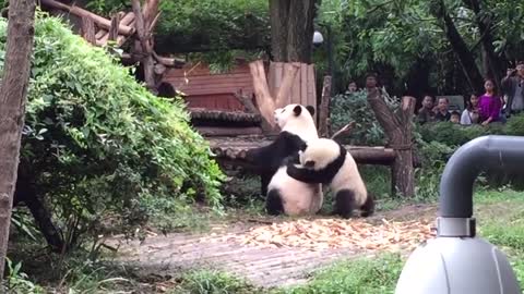 TRY NOT TO LAUGH: FUNNIEST PANDA VIDEOS EVER