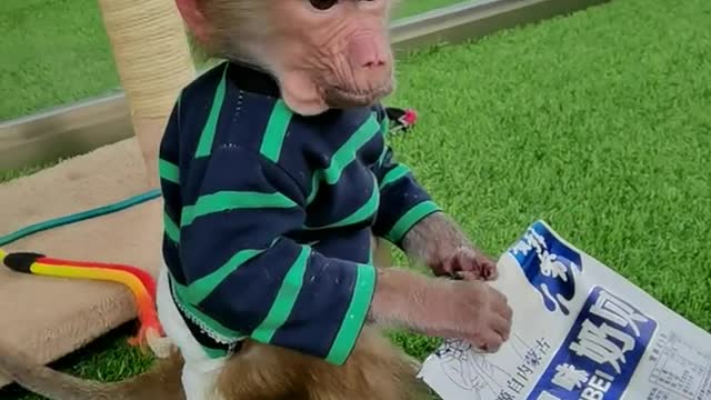 Little monkey eats delicious snacks