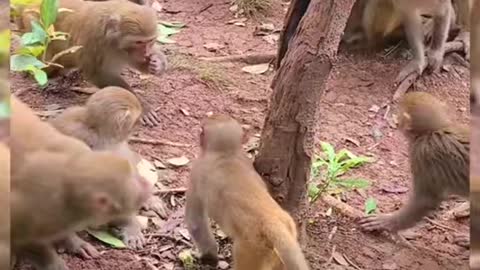 Curious 🐒 monkeys