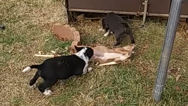 Puppies playing again!