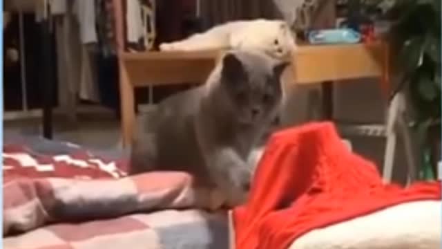 Funny cats clips funny animals clips 31/10/2021 funny cats clips funny video funny baby cats 2021