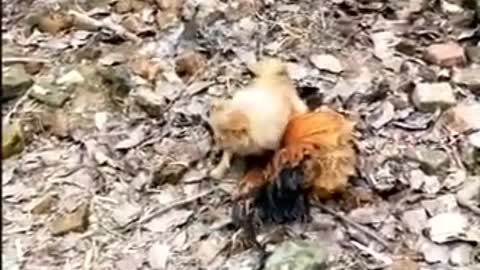 Funny video between dog and chicken