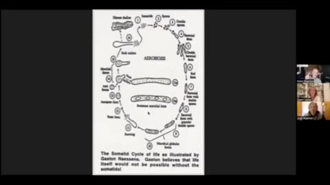 Parasites Are Part Of The Pleomorphic Chain