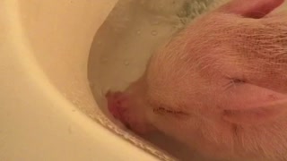 Pickle the Mini Pig blows bubbles underwater