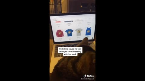 Cat video