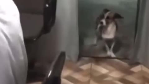 A DOG JAMMING TO THE MUSIC TOO CUTE!