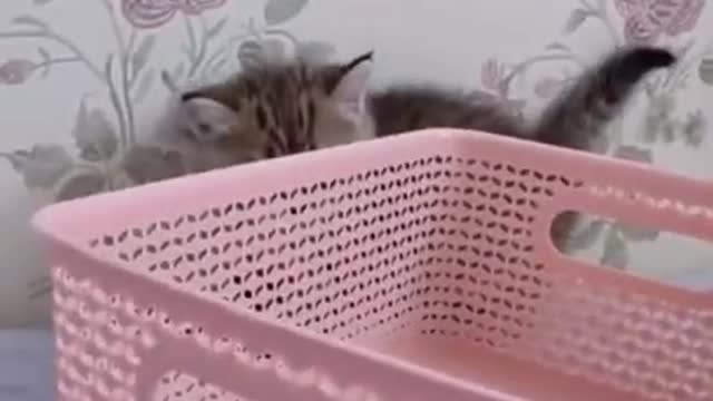 Adorable little cat behind the basket