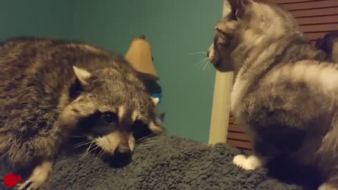 Funniest raccoons and cats