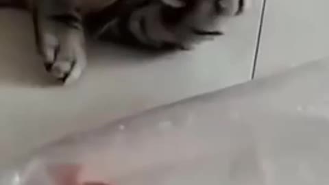 Hungry cat scared fish