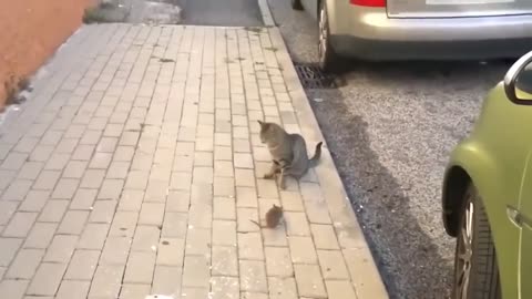 Unbelievable Fight Between RAT and CAT.mp4