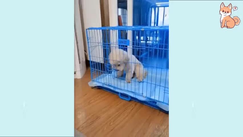 Cute Funny and Smart Dogs Compilation beautiful