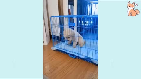 Cute Funny and Smart Dogs Compilation beautiful