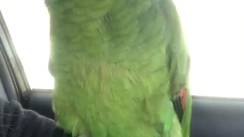 TALKING BIRD FUNNY