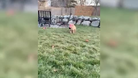 37 Cute Dogs And Cats That Will Make You Laugh 😂 Funny Animal Compilation #2