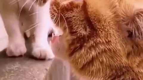 Funny animal video