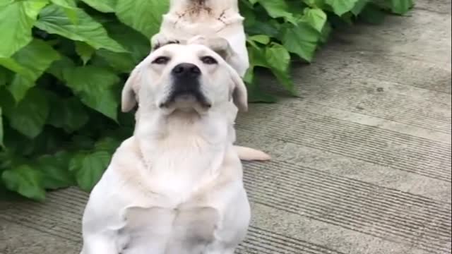 Animal video that will make you laugh
