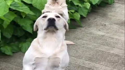 Animal video that will make you laugh