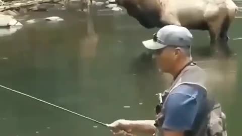 This is a beautiful and charming water-dwelling species