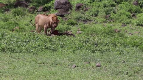 «Numbers game: 30 hyenas vs. 3 lions»