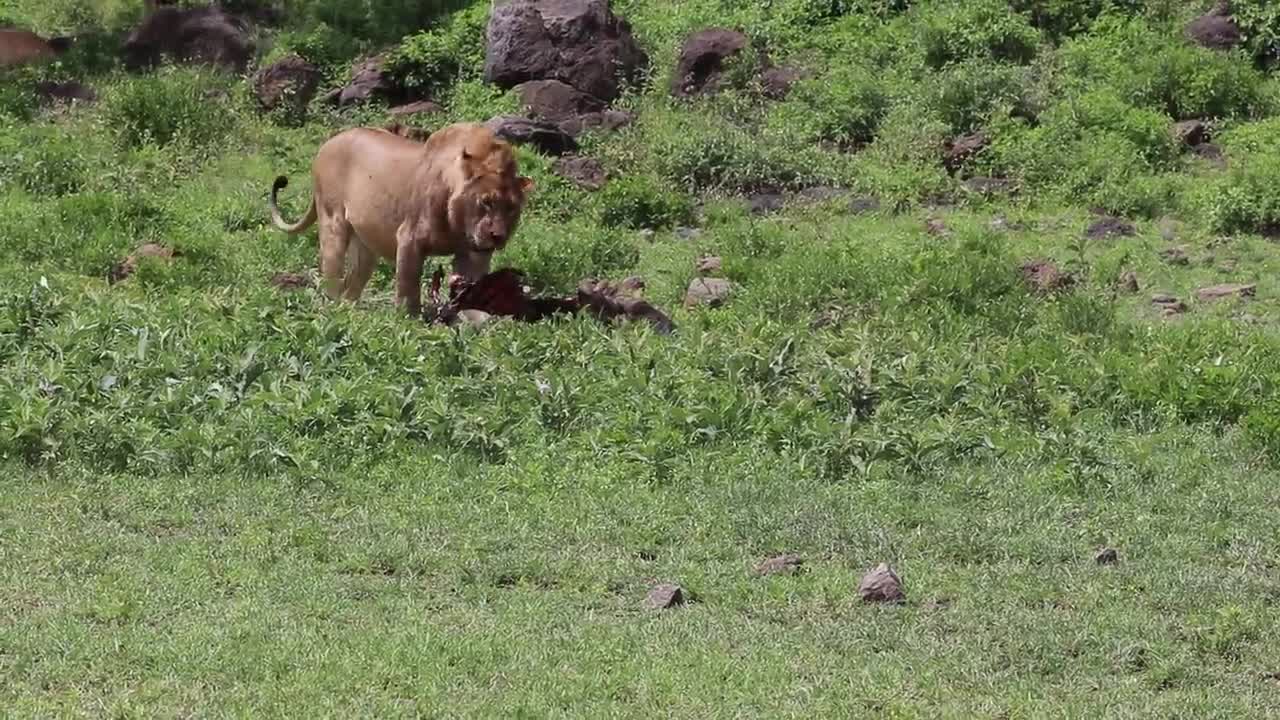 «Numbers game: 30 hyenas vs. 3 lions»