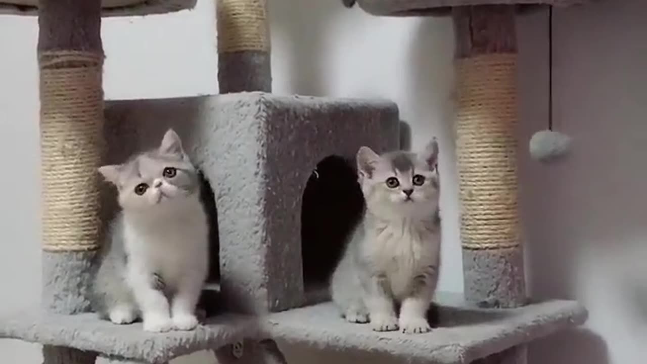 Cut kittens