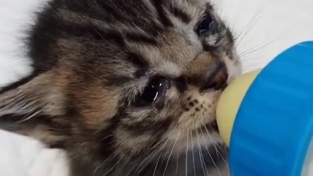 cute cat 赤ちゃんはケーキを食べますが、顔は少し不機嫌です。 やんちゃすぎる #shorts(1)