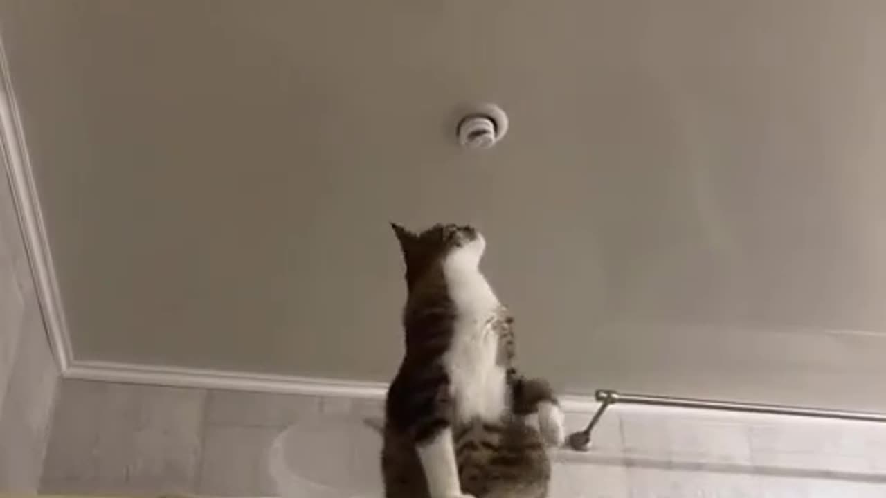 Cat funny 🎥video