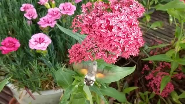 Hummingbird Hawkmoth in the garden