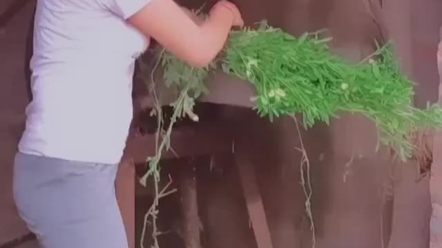 Viral indian girls sexy dance video