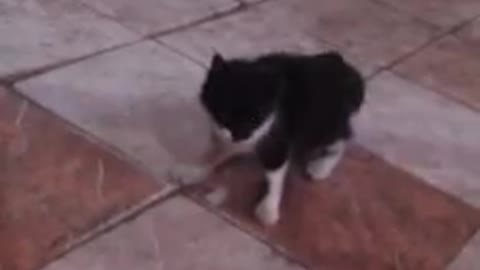 Cat 🐱 cat 🐈 cat