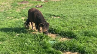 01 GOATS Going Wild Around the House 04.2020