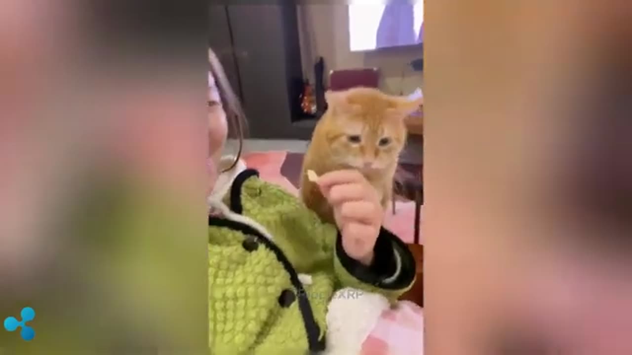 Funniest Animal 2024 Part 02