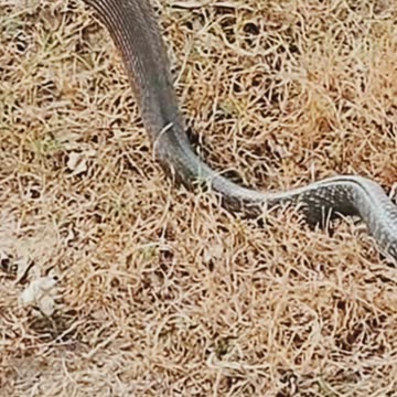 साप ने नेवला को हरा दिया #minivlog #shorts #animals #video