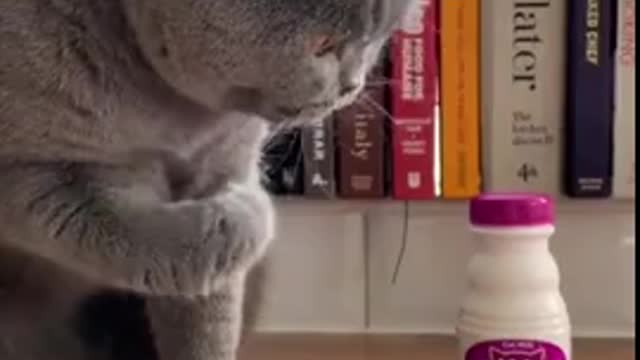 Sophisticated kitty enjoys fluffy milk treat