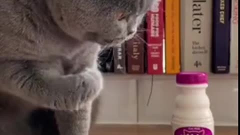 Sophisticated kitty enjoys fluffy milk treat