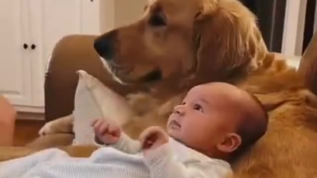 Funny dog take care baby .THE BEST Adorable Baby and Animals Compilation