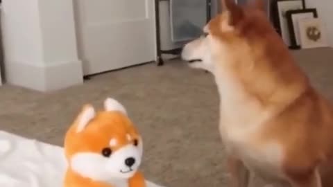 Funny dog video