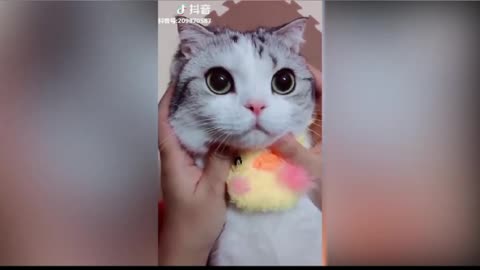 Tiktok new cute CATS funny video