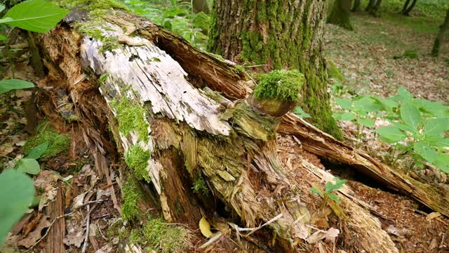 Uprooted Trees Lying On The Forest Ground