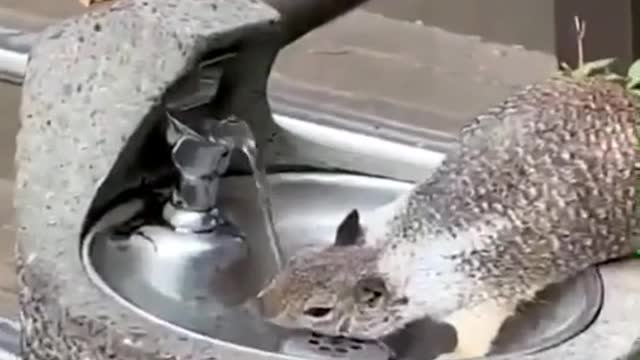 This lady loves squirrels too