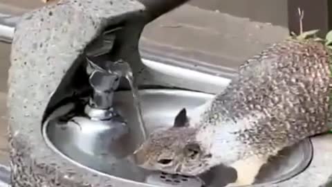 This lady loves squirrels too
