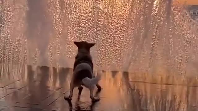 Brave dog battles huge wave during sunset 😊