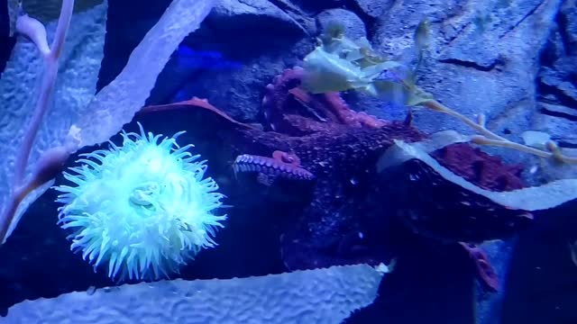 Color change octopus