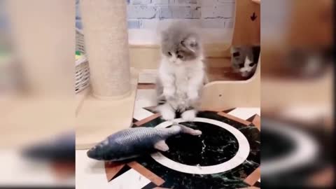 Cute cats playing naughty and #2