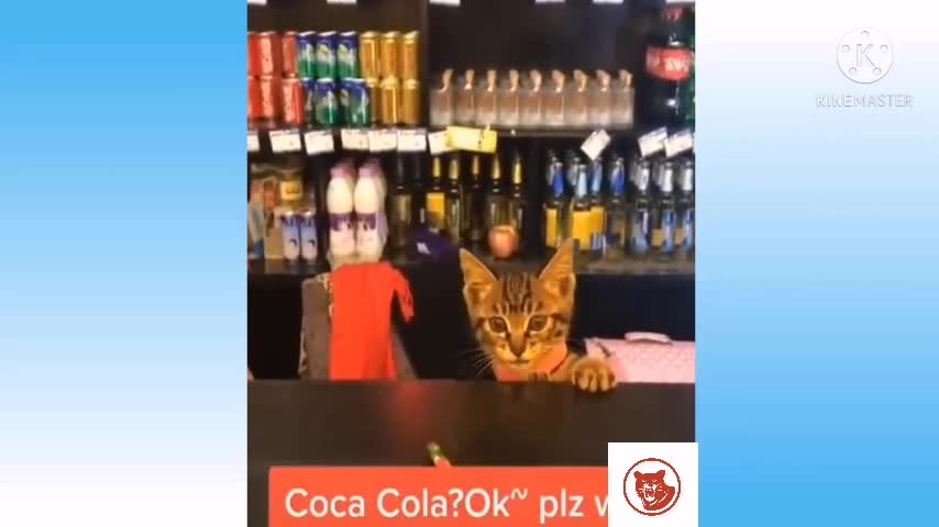 Cute Pets And Funny Animals Compilation #05