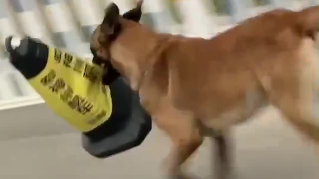 world's smartest dog watch video