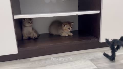 New Funny Animals 2023 😍😁 Funniest Cats and Dogs Videos 😹🐶