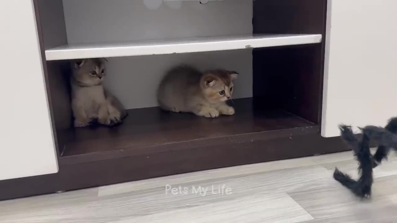 New Funny Animals 2023 😍😁 Funniest Cats and Dogs Videos 😹🐶