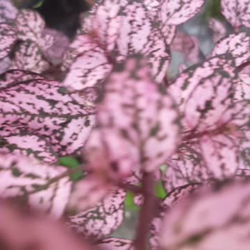 wow very beautiful my flower